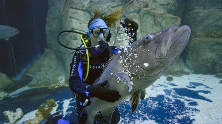 Moving a Shark Is an Adrenaline Rush