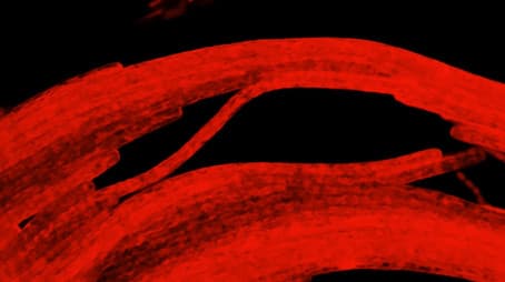 Revealing the Hidden Colors of the Microcosmos