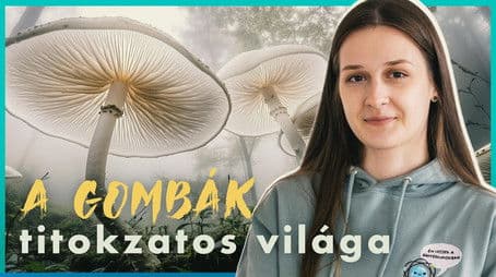 A HÁLÓZAT, ami mindent átsző a LÁBUNK ALATT