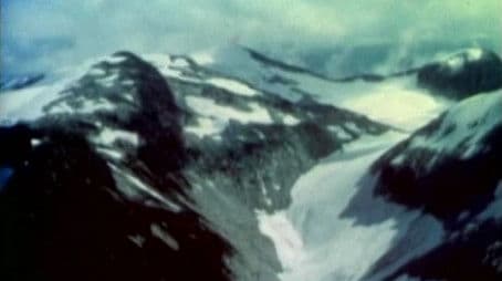 Big Three - Grizzly, Mule Deer, & Polar Bear