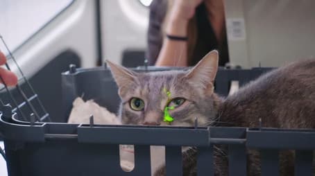 Snake in the Suburbs