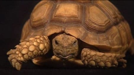 Under The Shell: The Mr. Turtle Commentary