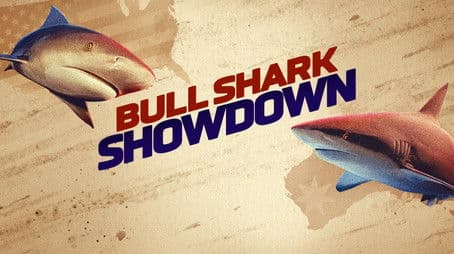 Bull Shark Showdown