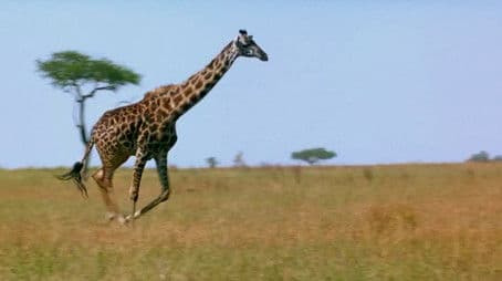 If I Were a Giraffe