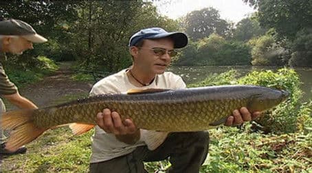 Days 15-16 Crucian and Grass Carp