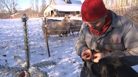 Christmas tree apples & Christmas lantern
