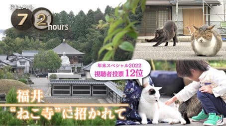 Fukui: Invitation to Neko-ji Temple