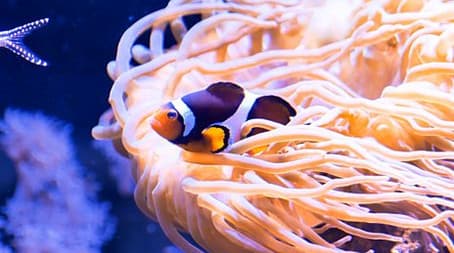 Sea Anemone and Pitcher Plant