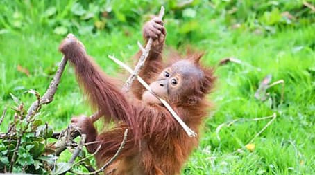 Flamingo and Orangutan