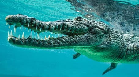 Wild Cuba: A Caribbean Journey (1)