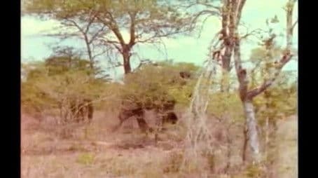 Vanishing with the Wilderness