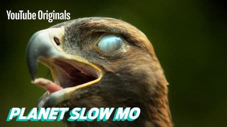 Super Slow Motion Birds