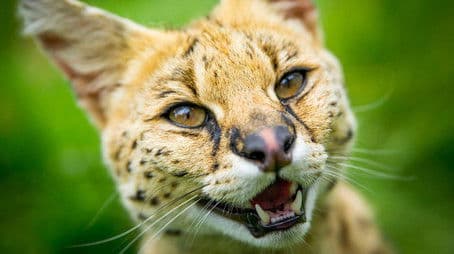 Super Cats: Science and Secrets