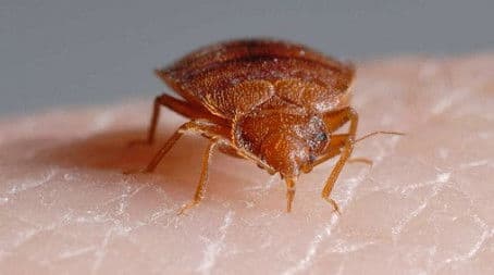 Bite Me: The Bed Bug Invasion