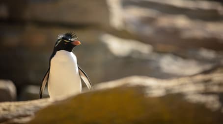 Home at the End of the Earth