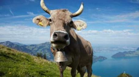 Tractors, Cow Bells, Street Lights