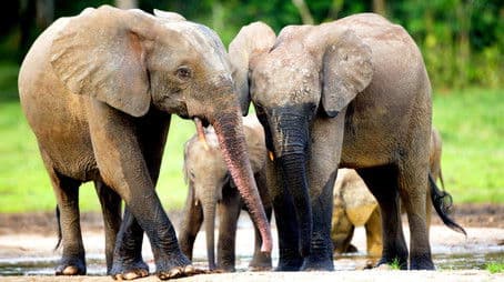 Forest Elephants - Rumbles in the Jungle