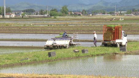 Rice Cultivation