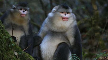 China: Roof of the World