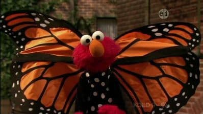 Elmo and the Butterfly