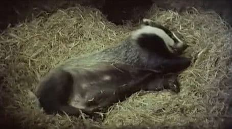 At Home with Badgers