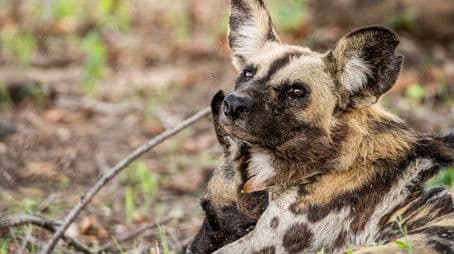 Luangwa: The Emerald Valley