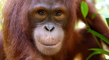 Orangutans: The Great Ape Escape