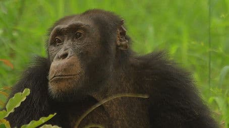 House Hunting Hermit Crabs