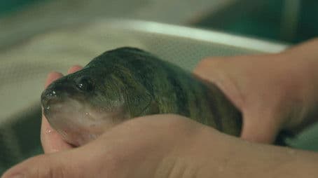 Perch Science & Wendt's Fish Fry