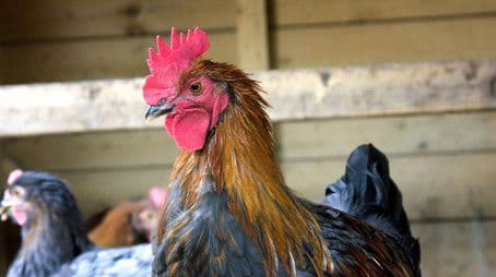 Lambeth Country Show