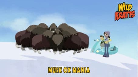 Musk Ox Mania