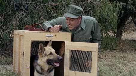 Gomer Untrains a Dog