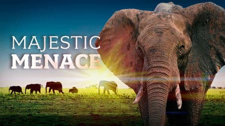 Majestic Menace - Botswana