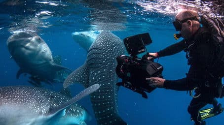 Bewitched by the Moon