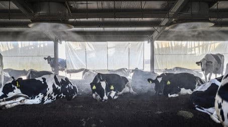 Saudi Arabia and UAE - Cows in the desert