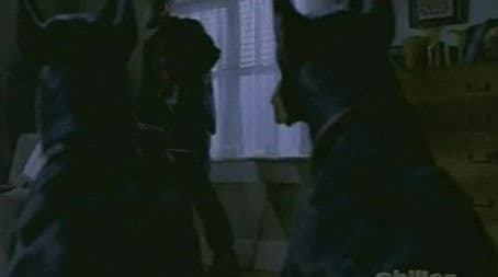 The Doghouse / Still Life