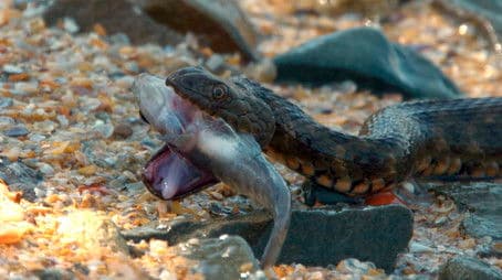 Rivers, Lakes and Oceans