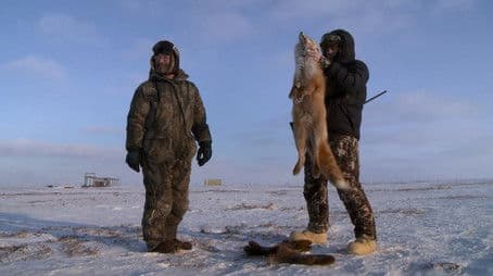 The Coldest Hunt: Nunivak Island Muskox