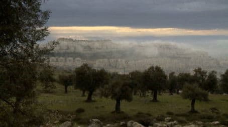 The Olive Tree in the Holy Land