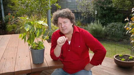 Episode 22 Winter: Endangered birds & artful bonsai