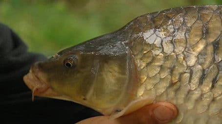 Days 11-12 Eel and Carp