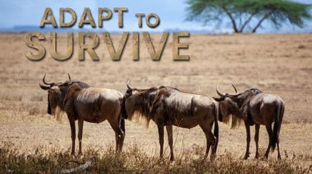 Incredible Migrations