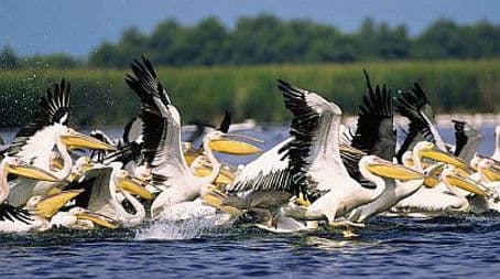 Danube Delta: Europe Untamed