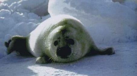 Seals: Invaders of the Sea