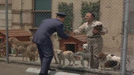 What's New, Poodle Dog?