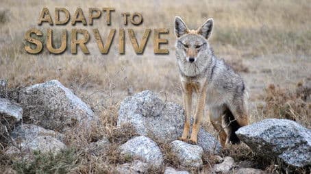 Cunning Opportunists