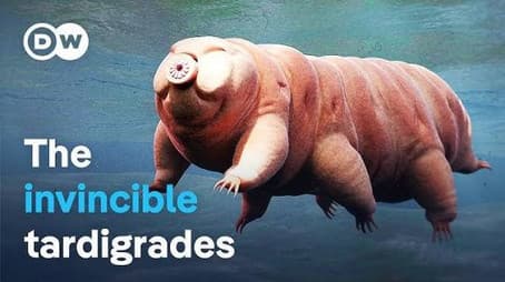 Tardigrades - Showing us the way of immortality?