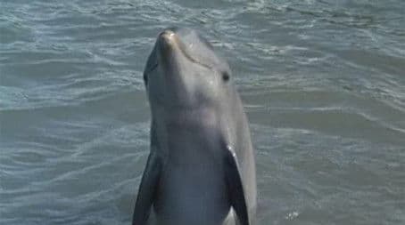 Flipper's Underwater Museum