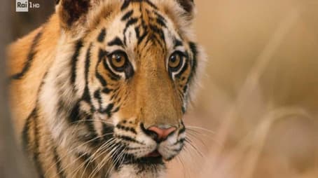 Johnson Space Center, the Rimini purifier