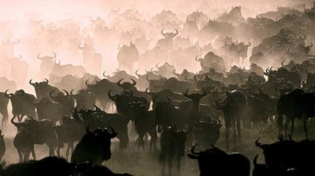 The Great Migration